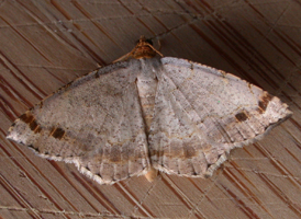 Two-spot Angle